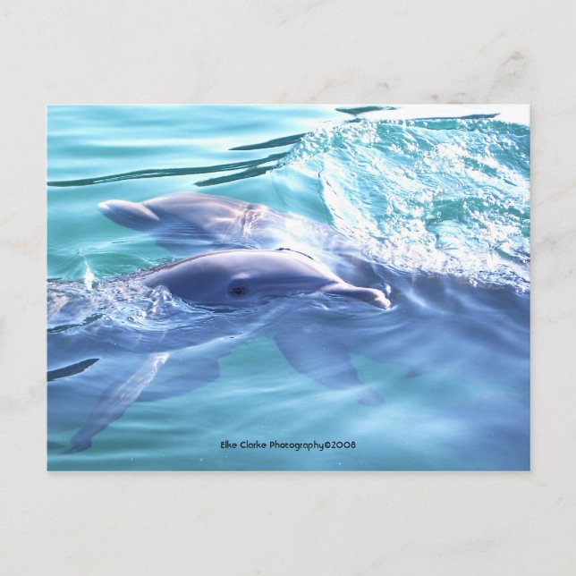 Carte postale photo Dauphins mignons (Devant)