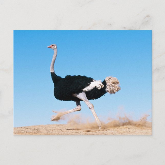 Carte Postale Photo d'autruche drôle en course (Devant)