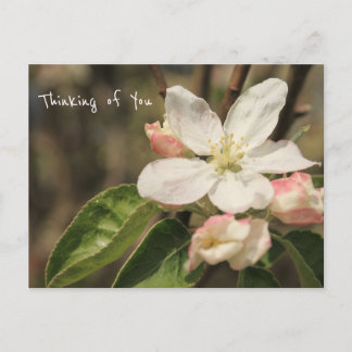 Carte Postale Photo de Apple Blossoms in Sun : "Penser à vous"