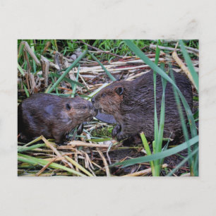 Carte Postale Photo de baisers des castors