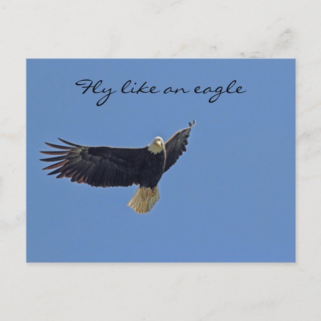 Carte Postale Photo de Bald Eagle (Devant)