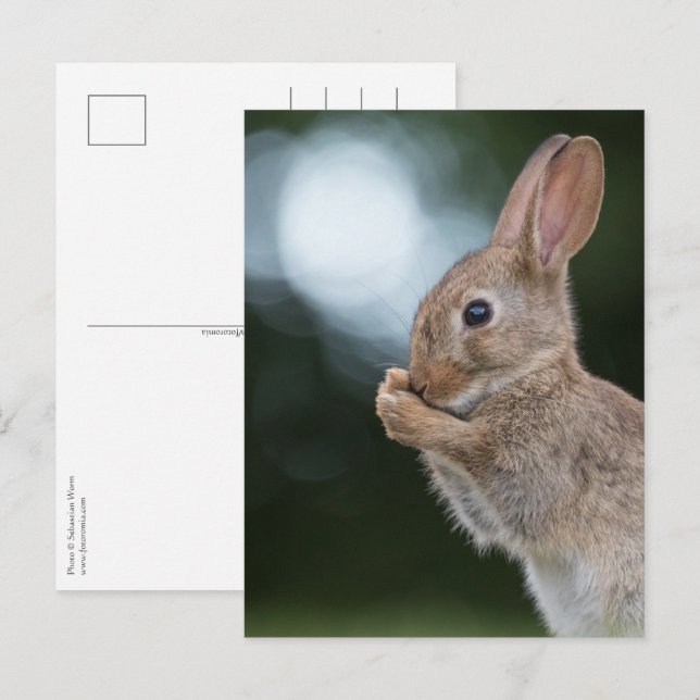 Carte Postale Photo de Bunny Nature (Devant / Derrière)