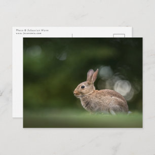 Carte Postale Photo de Bunny Nature