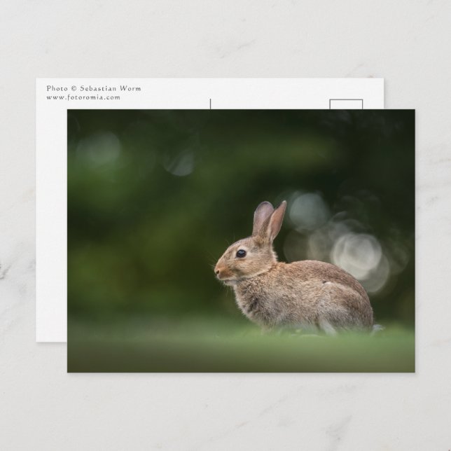Carte Postale Photo de Bunny Nature (Devant / Derrière)