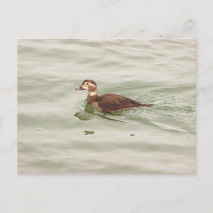 Carte postale photo de canard