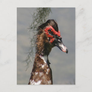 Carte Postale Photo de canard à muscovy masculin