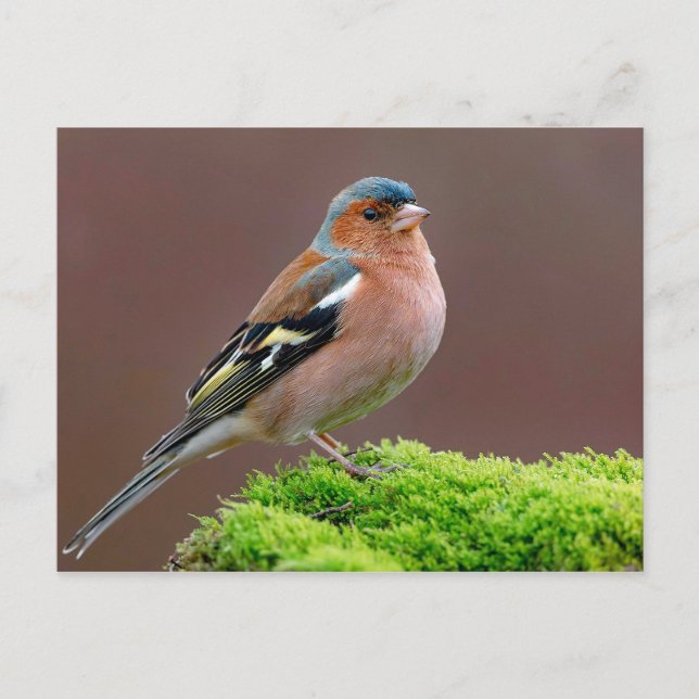 Carte Postale Photo de Chaffinch Wildlife (Devant)