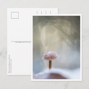 Carte Postale Photo de champignon dans la nature