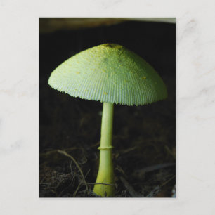 Carte Postale Photo de champignon sauvage