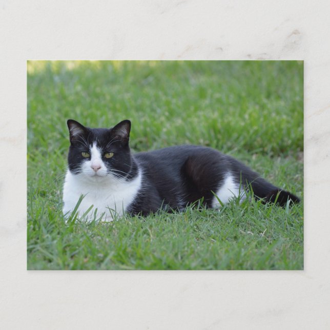 Carte Postale Photo de chat en noir et blanc (Devant)