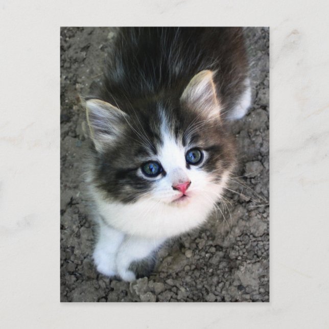 Carte Postale Photo de chat Super Cute Kitten (Devant)