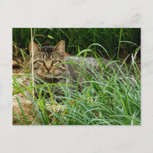 Carte Postale Photo de chat tigré se cachant dans la pelouse du