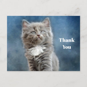 Carte Postale Photo de chaton gris et blanc mignon Merci