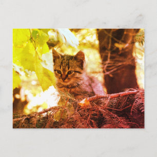 Carte postale photo de chaton mignon