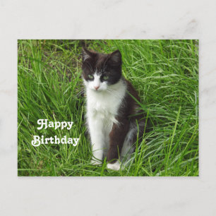 Carte Postale Photo de chaton noir et blanc pour anniversaire