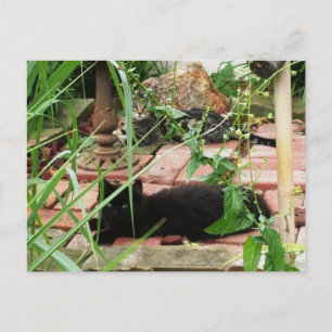 Carte Postale Photo de chats allongés sur une terrasse en brique