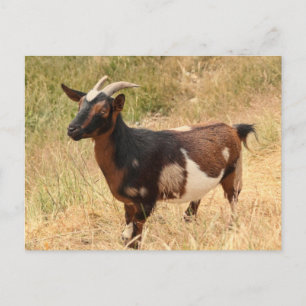 Carte Postale Photo de chèvre