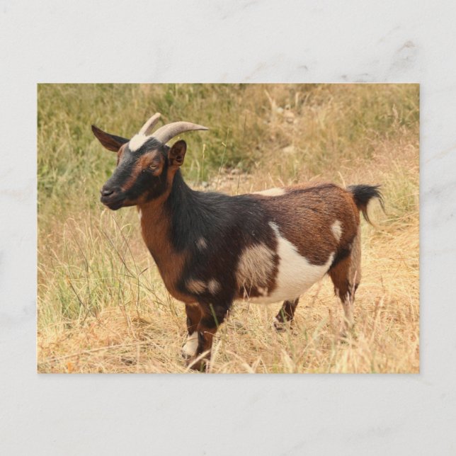 Carte Postale Photo de chèvre (Devant)