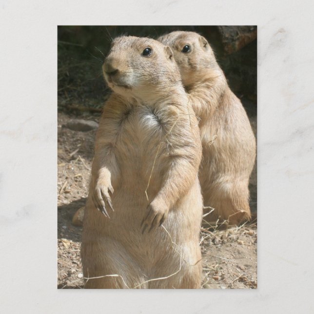 Carte postale photo de chien des Prairies (Devant)