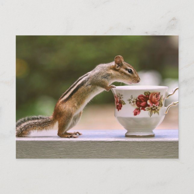 Carte Postale Photo de Chipmunk avec China Teacup (Devant)