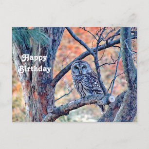 Carte Postale Photo de chouette rayée sauvage arbre anniversaire