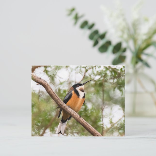 Carte Postale Photo de colibri (Debout devant)