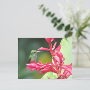 Carte Postale Photo de Colibri à gorge bleue