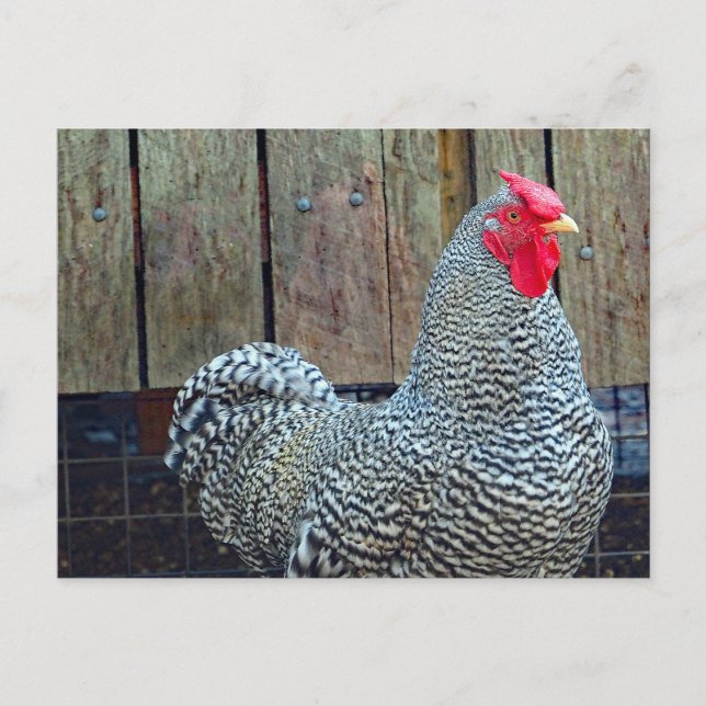 Carte Postale Photo de coq noir et blanc de poulet (Devant)