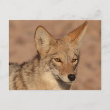Photo de coyote au Nevada
