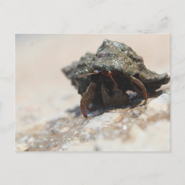 Carte Postale Photo de crabe Hermite (Devant)