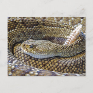 Carte Postale Photo de Crotlesnake