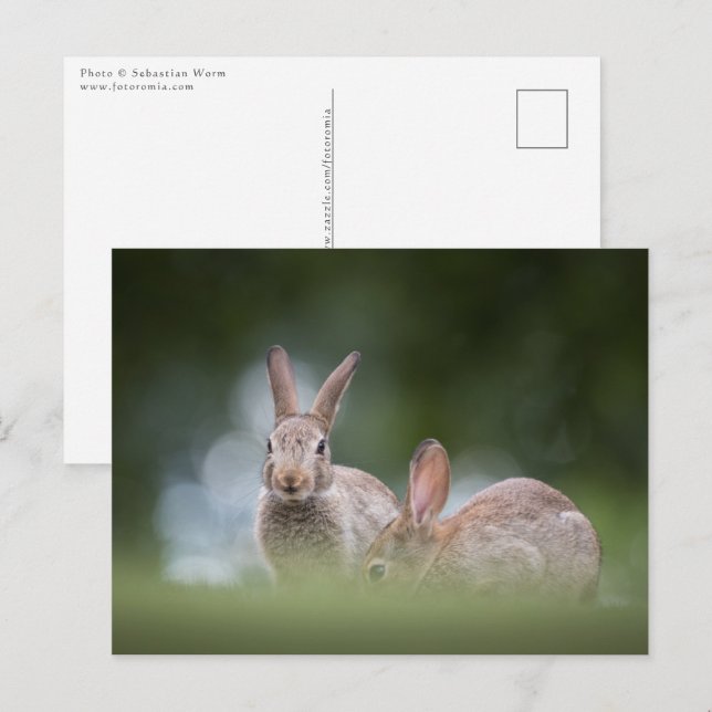 Carte Postale Photo de faune de lapins (Devant / Derrière)