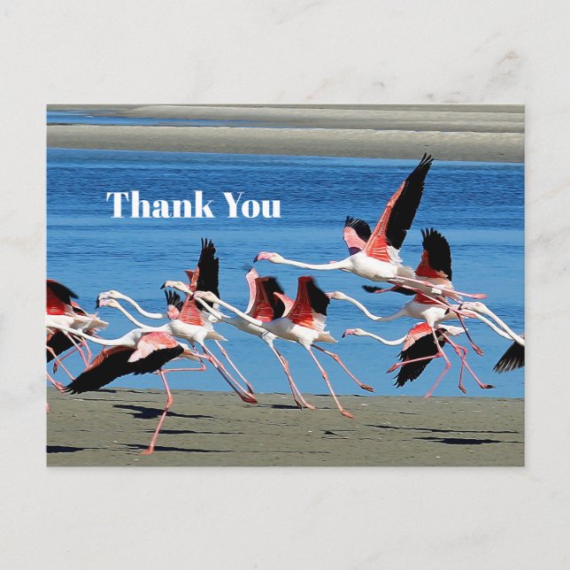 Carte Postale Photo de faune de vol de flamant rose Merci (Devant)