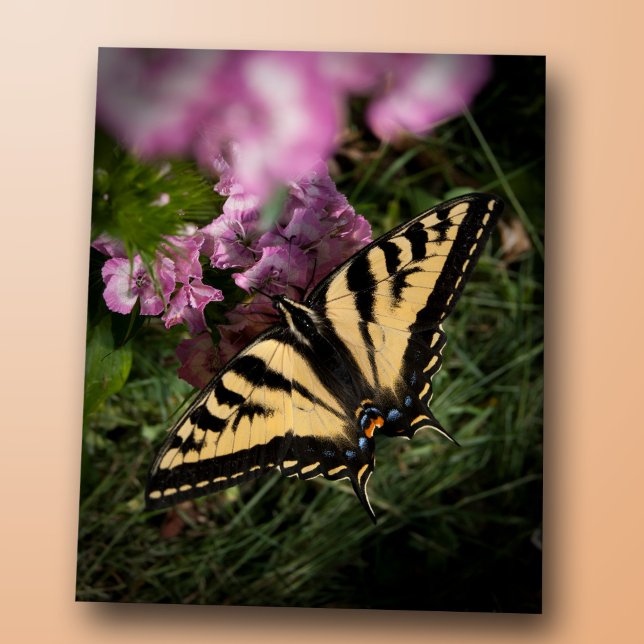 Carte Postale Photo de fermeture du papillon à queue noire de l' (Western tiger swallowtail butterfly closeup photo, yellow and black wings, pink summer garden flower)