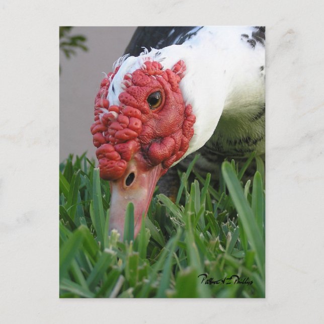 Carte Postale Photo de fond de l'oeil du canard (Devant)
