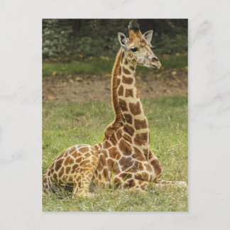 Carte Postale Photo de girafe