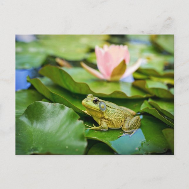 Carte Postale Photo de grenouille mignonne sur feuille de nénuph (Devant)