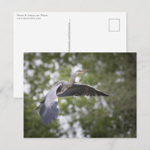 Carte Postale Photo de Grey Heron Nature
