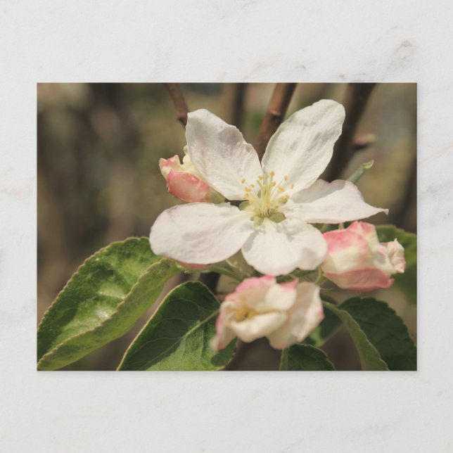 Carte Postale Photo de gros plan Apple Blossom à Sunshine (Devant)