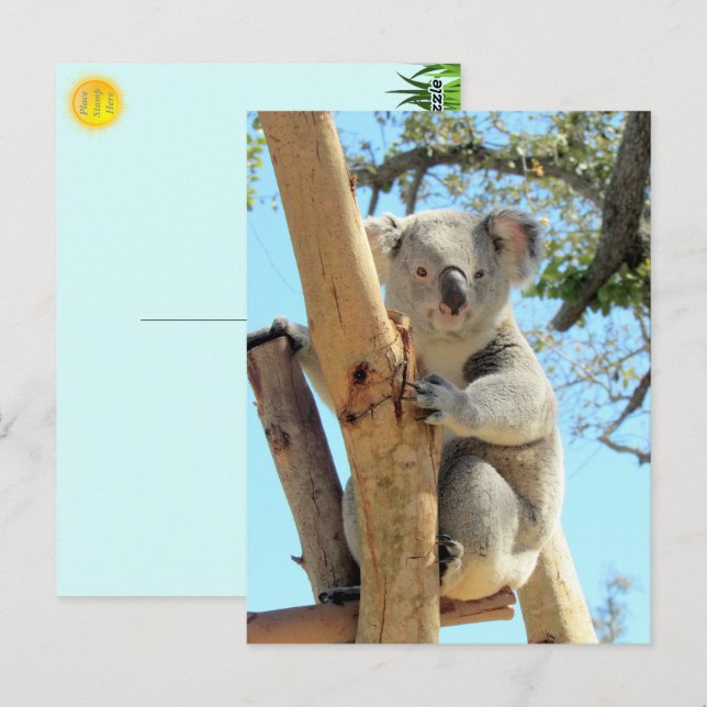 Carte Postale Photo de Koala - Australian Wildlife Photography (Devant / Derrière)