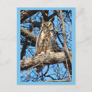 Carte Postale Photo de la Chouette à grande corne