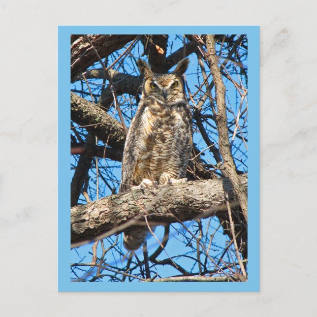 Carte Postale Photo de la Chouette à grande corne (Devant)