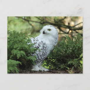Carte Postale Photo de la Chouette blanche de la faune