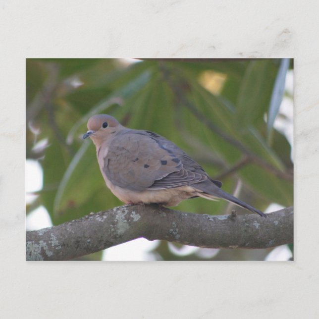 Carte Postale Photo de la colombe en deuil (Devant)