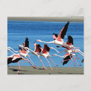 Carte Postale Photo de la faune de Flamant rose Pink Flight