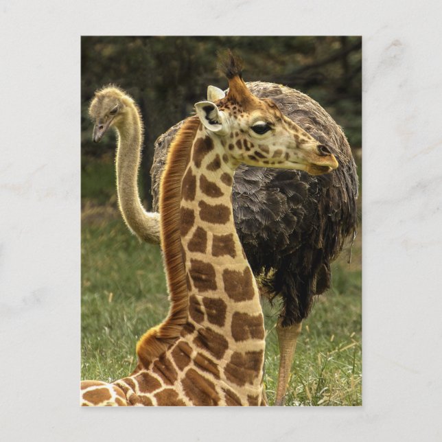Carte Postale Photo de la faune de Giraffe et d'Ostrich (Devant)