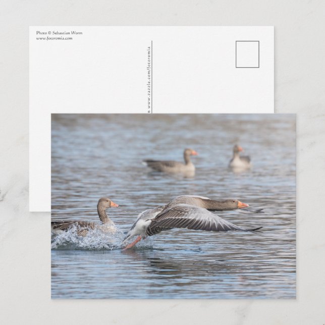 Carte Postale Photo de la faune des oies (Devant / Derrière)