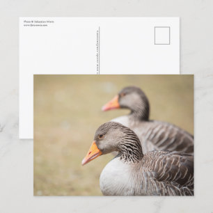 Carte Postale Photo de la faune des oies