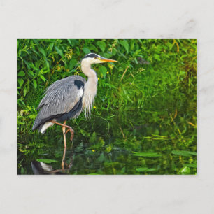 Carte Postale Photo de la faune du Grand Héron Bleu