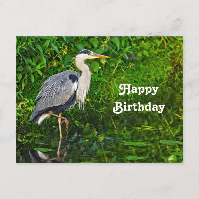 Carte Postale Photo de la faune du Grand Héron bleu Anniversaire (Devant)